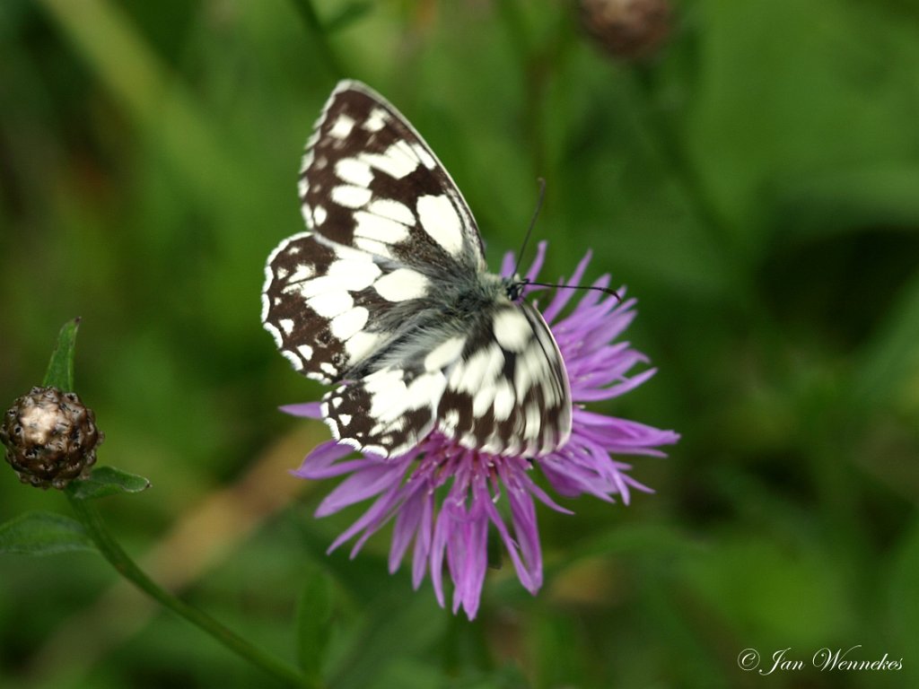 Dambordje, Melanargia galathea.JPG